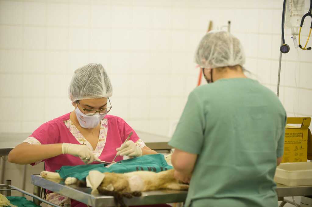 campanha-de-castracao-para-caes-e-gatos-disponibiliza-250-vagas-nesta-sexta-feira