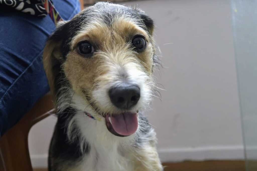 feira-promove-adocao-de-animais-e-doacao-de-sangue-pet-no-internacional-shopping