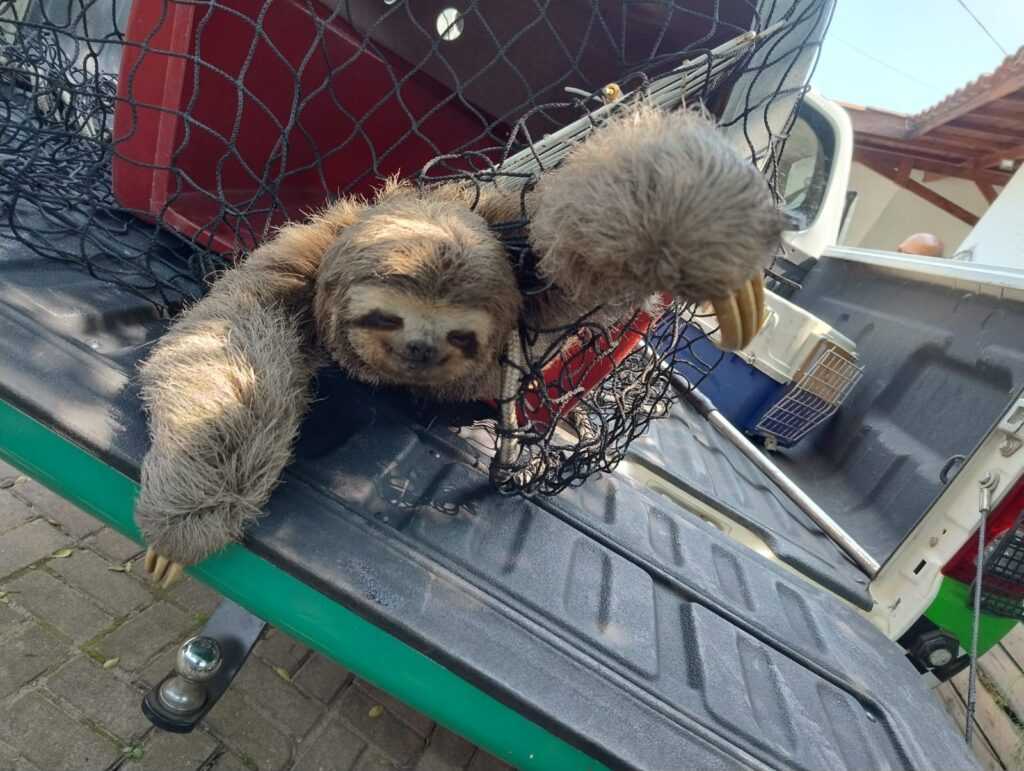 bicho-preguica-e-resgatado-as-margens-da-fernao-dias,-em-guarulhos