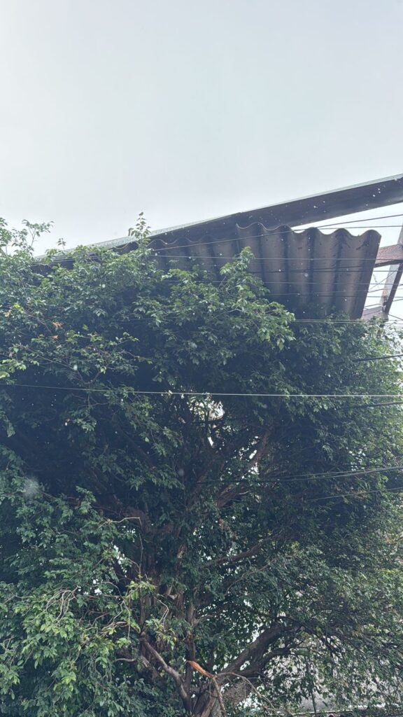 Jardim Almeida Prado pede socorro: telhado fica em cima da árvore jardim-almeida-prado-pede-socorro:-telhado-esta-em-cima-da-arvore
