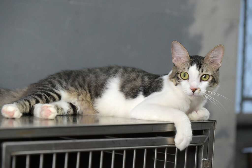 DPAN tem 19 cães e seis gatos castrados e vacinados para adoção dpan-tem-19-caes-e-seis-gatos-castrados-e-vacinados-para-adocao