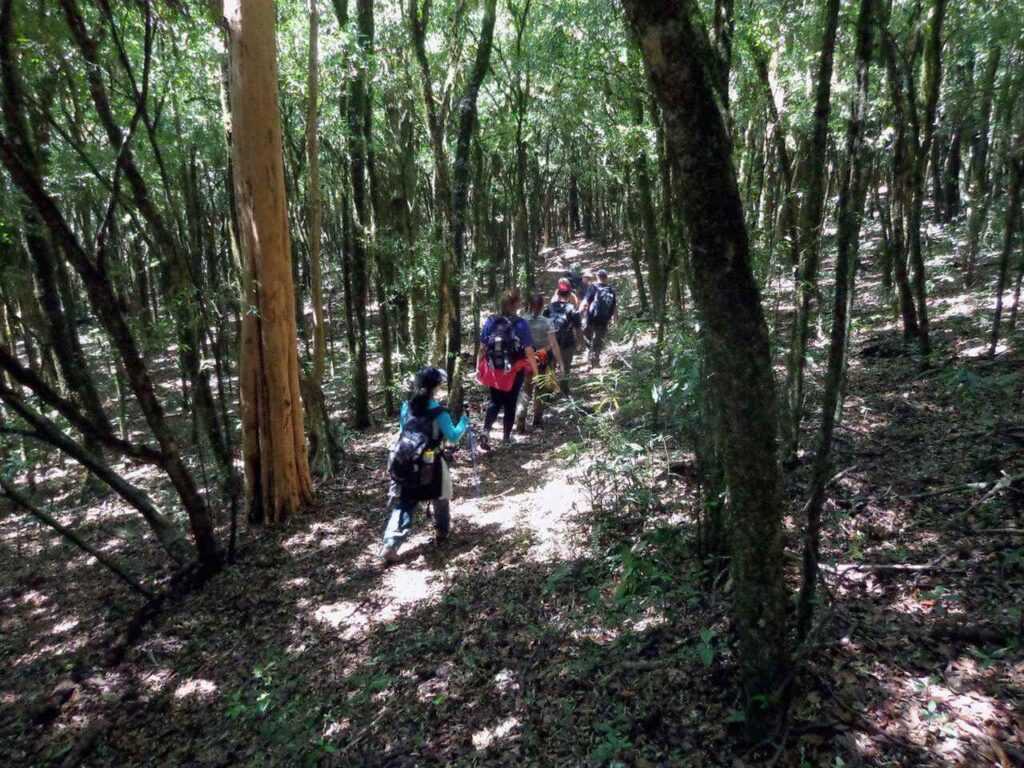trilha-no-bosque-maia-tem-inscricoes-abertas