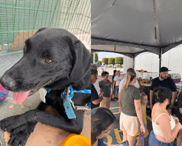 feirinha-de-adocao-de-animais-acontece-neste-domingo-no-internacional-shopping