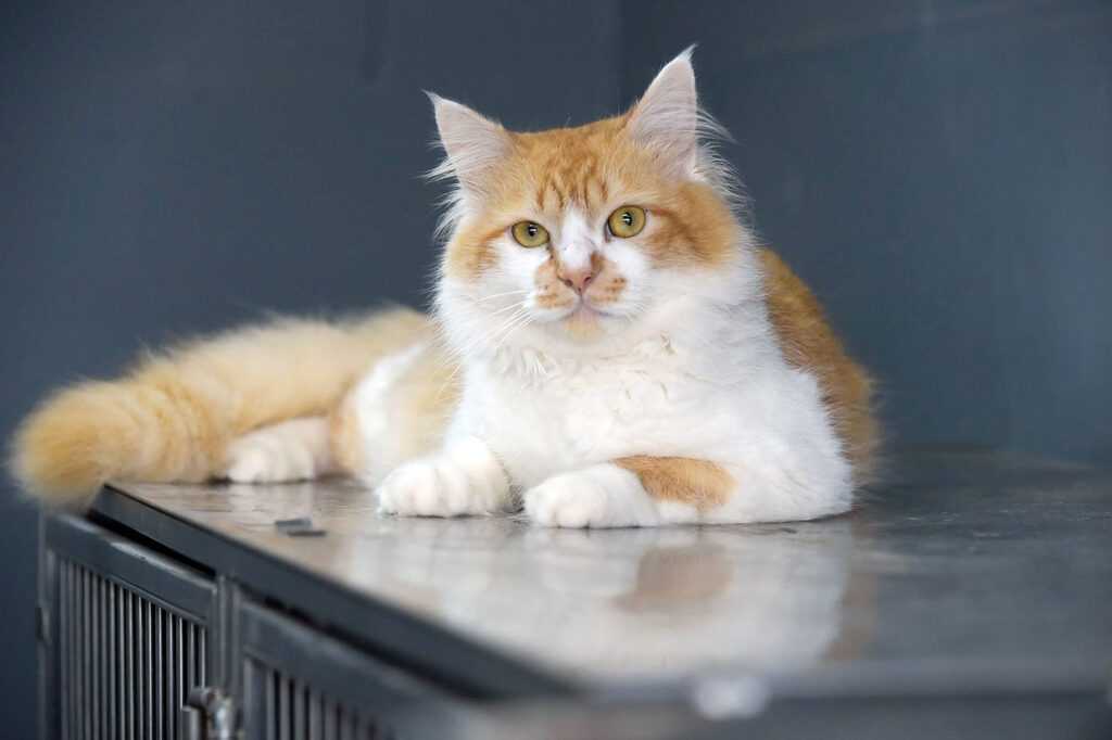 dpan-abre-310-vagas-para-castracao-gratuita-de-caes-e-gatos-nesta-sexta