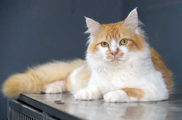 Guarulhos abre agendamento de 310 vagas para castração gratuita e cães e gatos sexta-feira agora guarulhos-abre-agendamento-de-310-vagas-para-castracao-gratuita-e-caes-e-gatos-nesta-sexta-feira