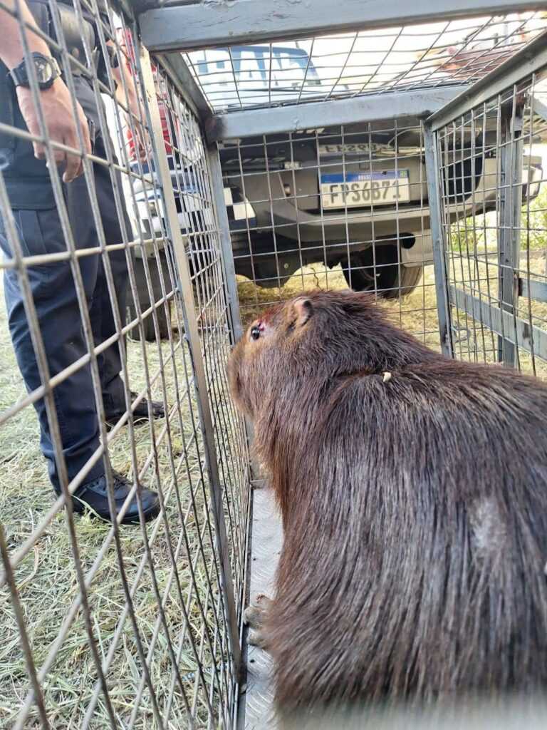 capivara-de-quase-100-kg-e-resgatada-em-empresa-na-vila-nova-bonsucesso