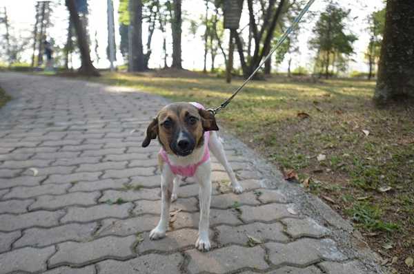 dpan-guarulhos-abre-385-vagas-para-castracao-gratuita-de-caes-e-gatos-nesta-sexta-feira