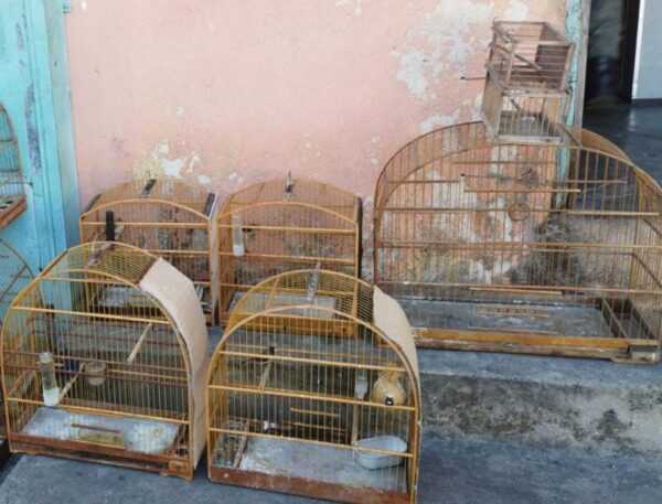 Quatro aves selvagens e um sagui em situação de risco são resgatados em Guarulhos quatro-aves-silvestres-e-um-sagui-em-situacao-de-risco-sao-resgatados-em-guarulhos