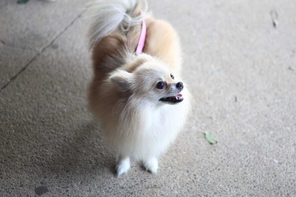 abertas-inscricoes-para-protetores-de animais-em-guarulhos