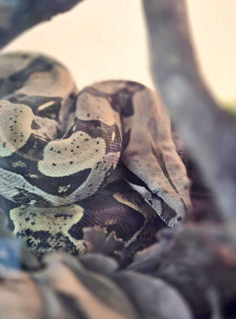 zoologico-promove-atividade-especial-para-comemorar-o-dia-mundial-da-cobra