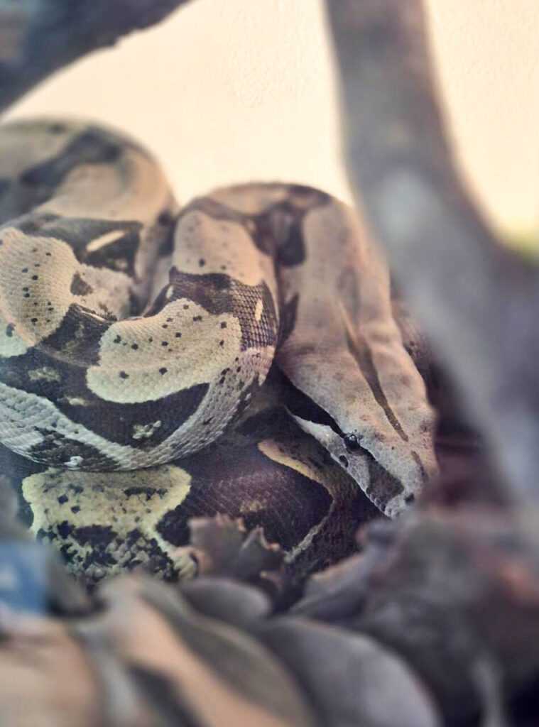 Zoológico de Guarulhos promove atividade especial para o Dia Mundial da Cobra zoologico-de-guarulhos-promove-atividade-especial-para-o-dia-mundial-da-cobra