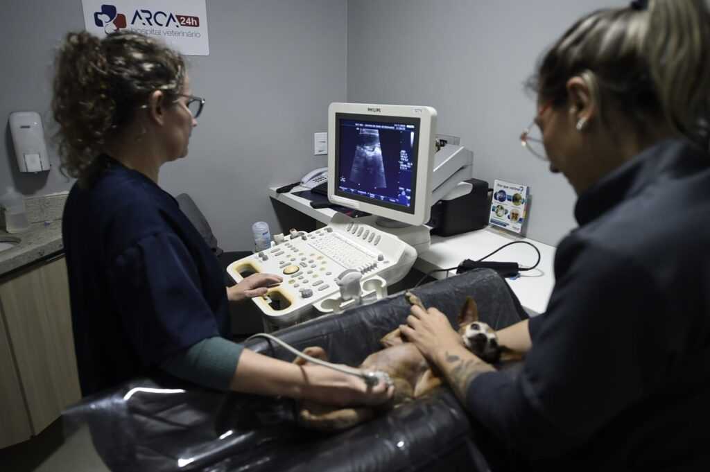 clinica-veterinaria-gratuita-tem-novo-endereco-no-pimentas