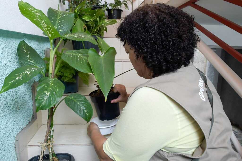 agentes-combatem-mosquito-aedes-aegypti-em-47-bairros-na-ultima-semana