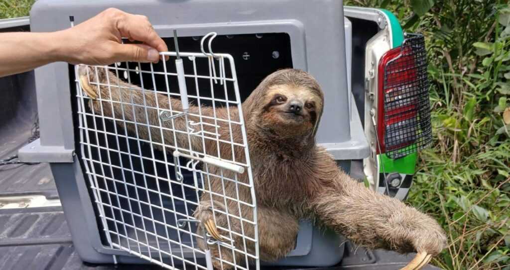 gcm-de-guarulhos-resgata-780-animais-silvestres-em-situacao-de-risco