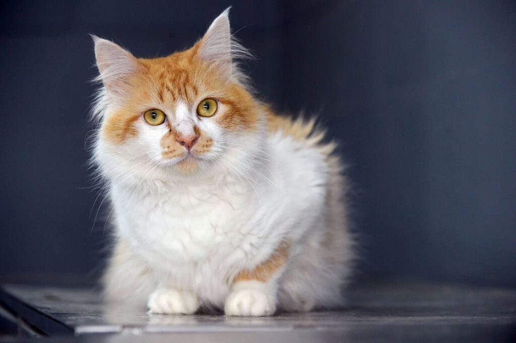 feira-de-adocao-de-caes-e-gatos-acontece-neste-sabado-na-vila-paraiso