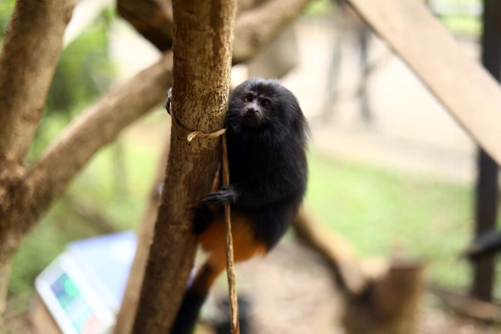 filhotes-de-mico-leao-preto,-maiara-e-maraisa,-sao-as-novas-moradoras-do-zoologico-de-guarulhos