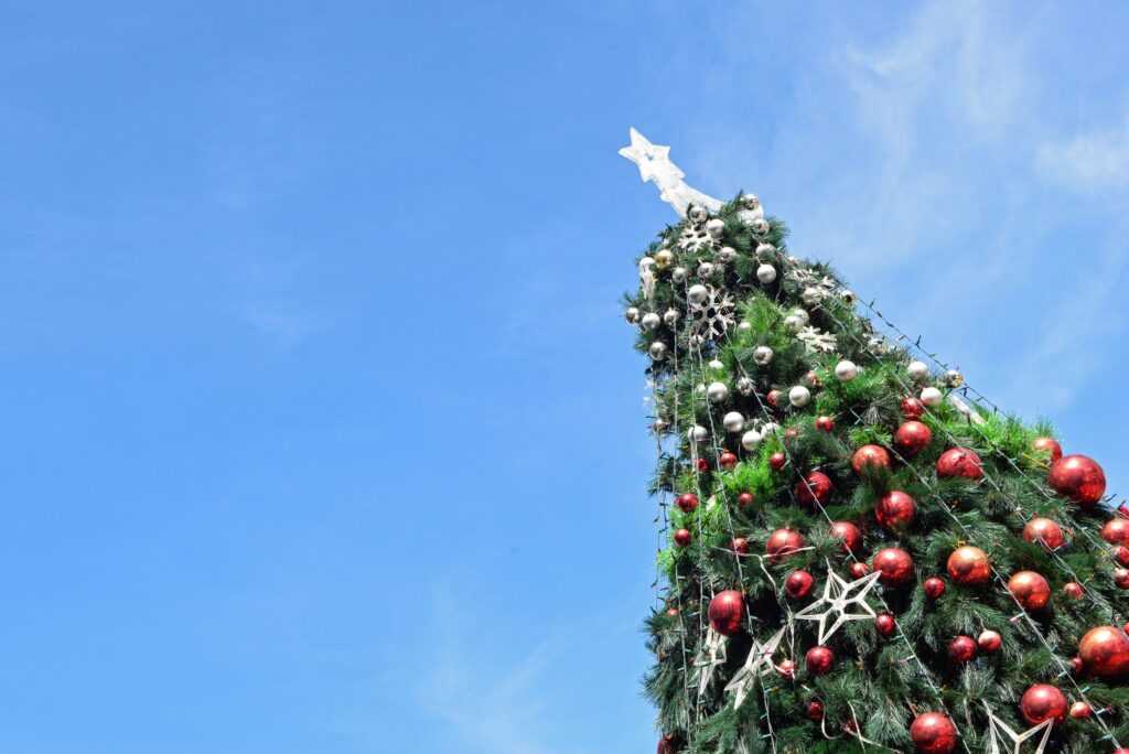 acender-das-luzes-de-natal-2025-–-bosque-maia