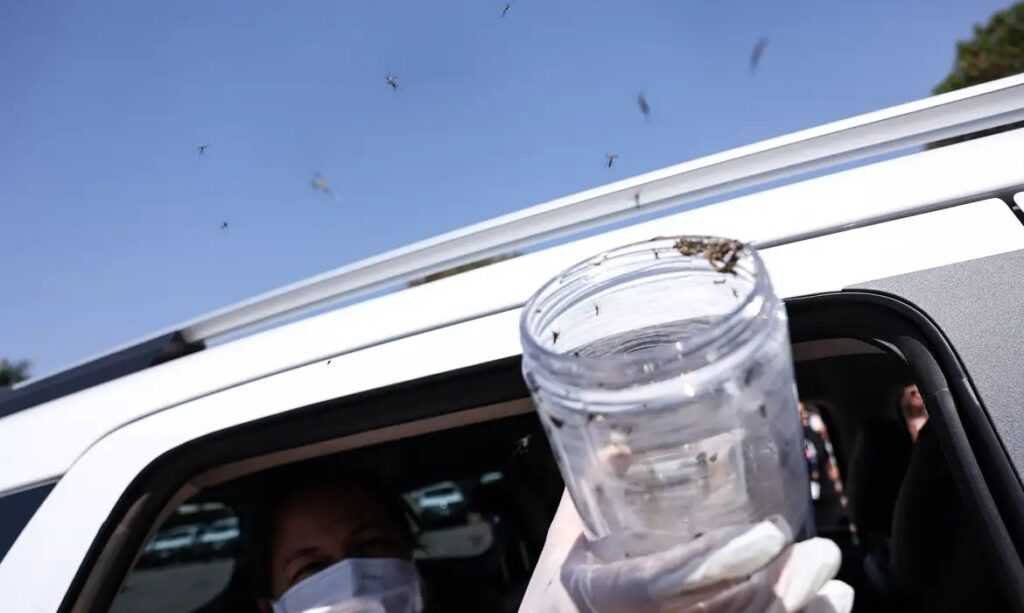 saude-libera-mosquitos-estereis-para-frear-reproducao-do-aedes