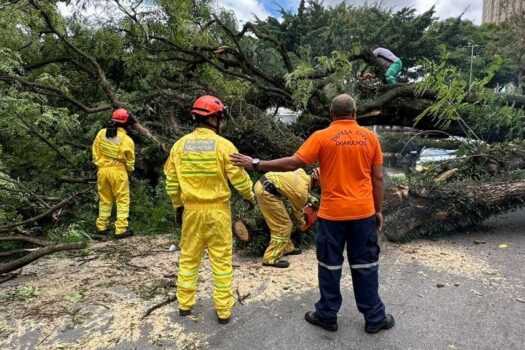 Guarulhos registra recorde de queda de árvores depois de ciclone guarulhos-registra-recorde-de-queda-de-arvores-apos-ciclone