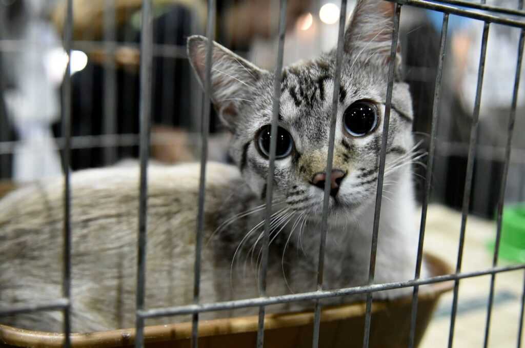 guarulhos-tera-duas-feiras-de-adocao-de-pets-neste-sabado-(13)