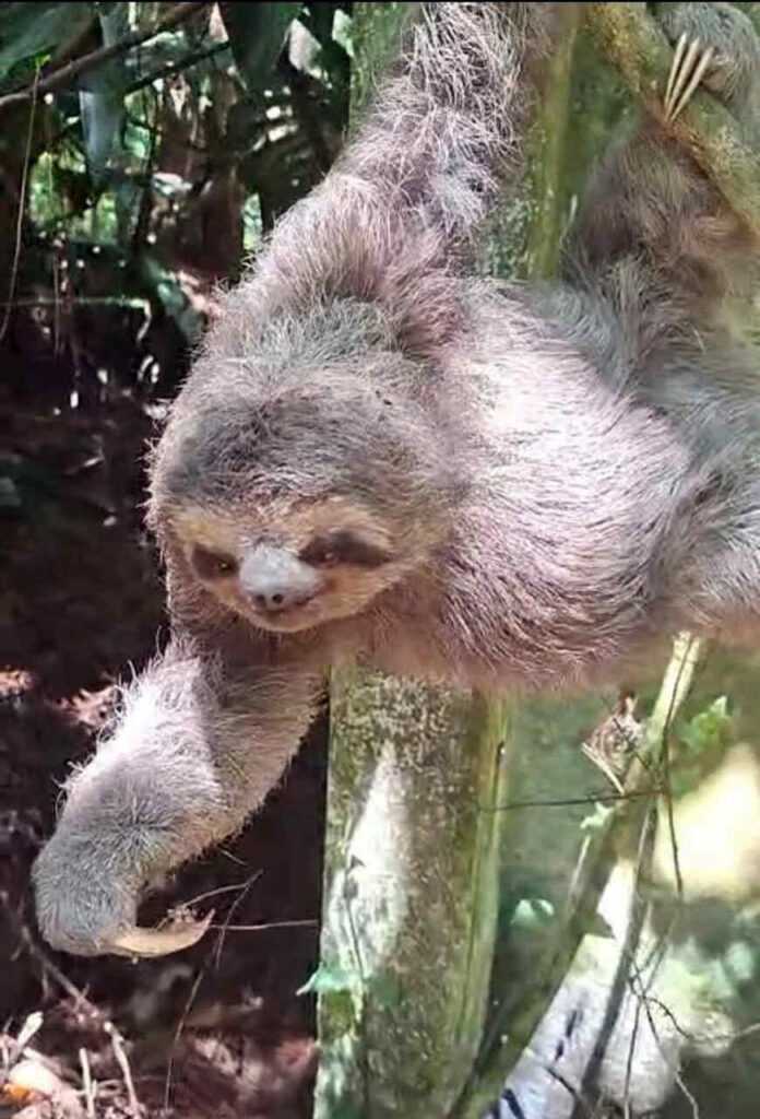 gcm-resgata-bicho-preguica-no-residencial-bambi-e-combate-caca-ilegal-no-cabucu