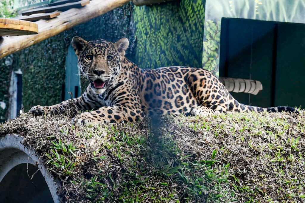 niara-mani-e-tupa-core-convidam-publico-ao-zoologico-de-guarulhos-na-semana-do-carnaval