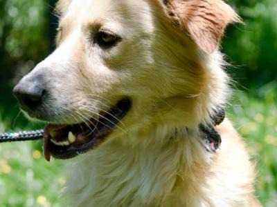 Prefeitura faz acontecimento de adoção de cães e gatos na próximo sábado, no Bonsucesso prefeitura-realiza-evento-de-adocao-de-caes-e-gatos-neste-sabado,-no-bonsucesso
