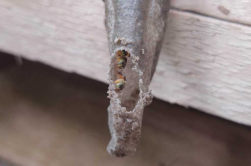 bosque-maia-oferece-curso-gratuito-sobre-abelhas-nativas-sem-ferrao