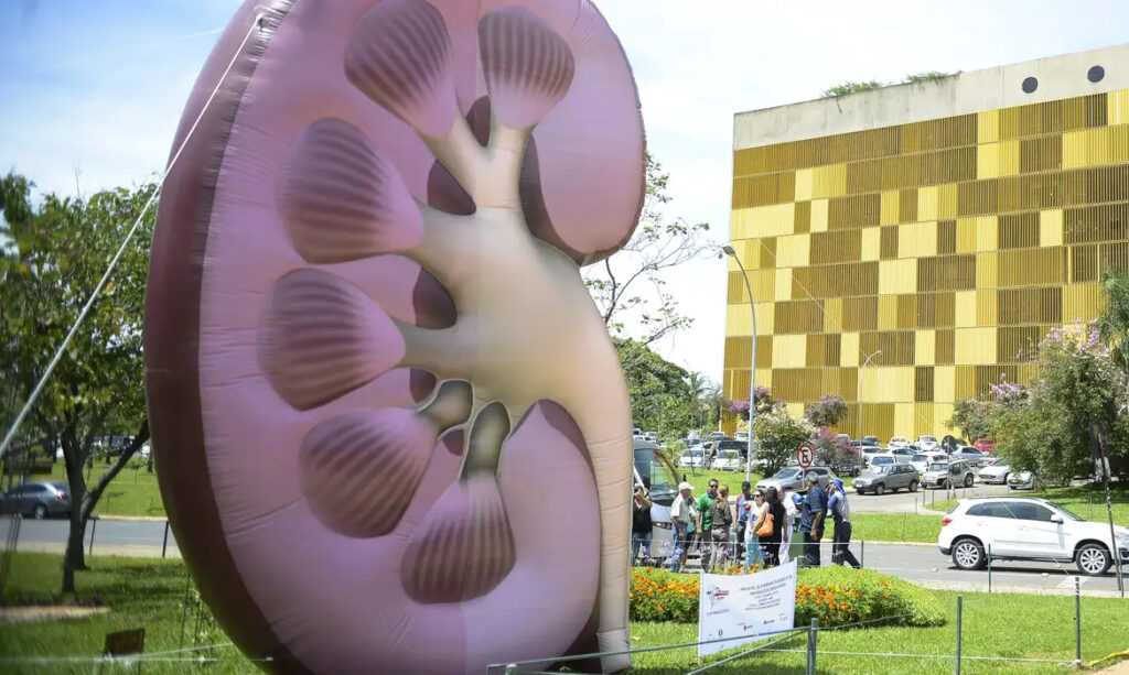 Dia Mundial do Rim: doenças renais são silenciosas e exigem atenção dia-mundial-do-rim:-doencas-renais-sao-silenciosas-e-exigem-atencao