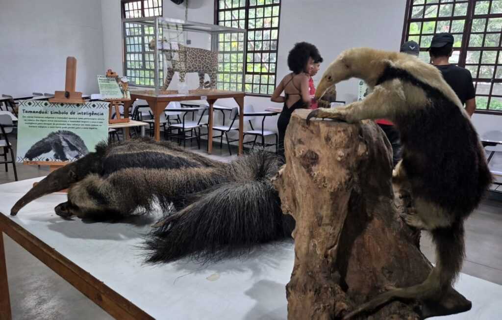 Zoológico e Bosque Maia divulgam agendas ambientais de abril com participação gratuita zoologico-e-bosque-maia-divulgam-agendas-ambientais-de-abril-com-participacao-gratuita